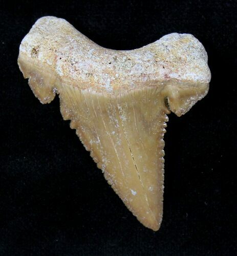 Beautiful Palaeocarcharodon Fossil Shark Tooth - #19789
